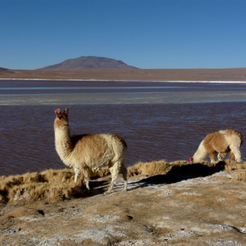 I Vulcani Delle Ande Viaggio Sugli Altopiani Tra Cile E Bolivia Eventi Kailas Viaggi E Trekking 4704