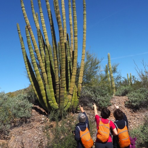 Organ Pipe Cactus National Monument - ARIZONA - USA