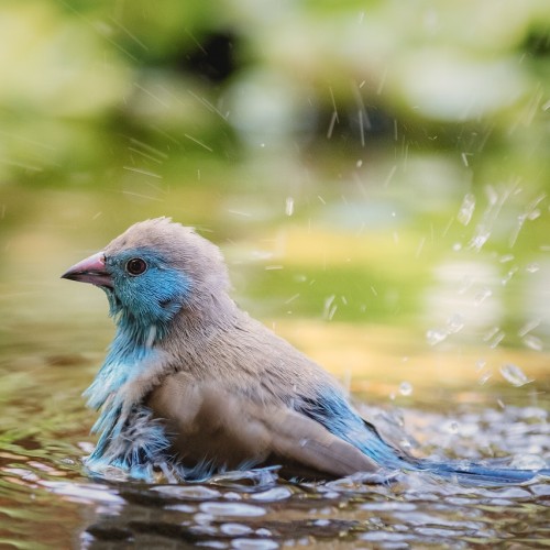 malawi