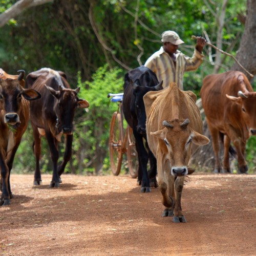 Sri Lanka