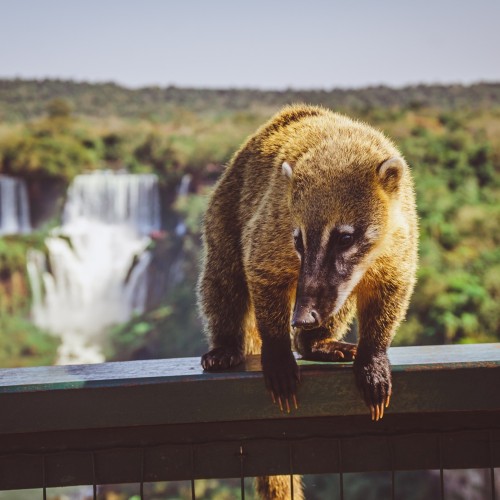 Iguazu