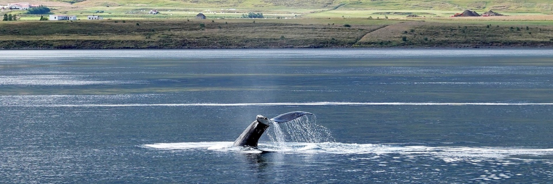 Husavik Whale watching